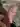 tylerxox
